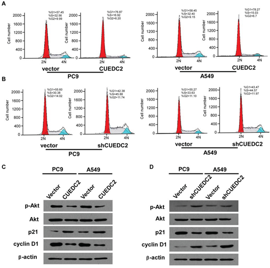 Effects of CUEDC2 on cell cycle arrest and expression of cell cycle regulators in A549/PC9 cells.
