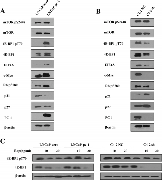 PC-1 expression increased 4E-BP1 protein expression.