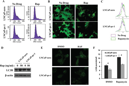 PC-1 alters rapamycin-induced cytostasis and autophagy.