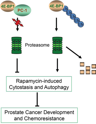 Model of molecular mechanism of 4E-BP1 degradation and the role of PC-1 in 4E-BP1 protection.