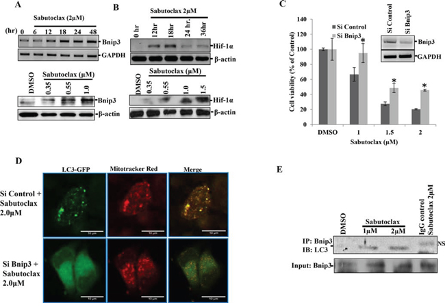 Sabutoclax induces Bnip3-mediated mitophagy in OSCC.