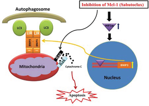 Hypothetical model of action for the anti-tumor activity of Mcl-1 antagonist Sabutoclax in OSCC cells.
