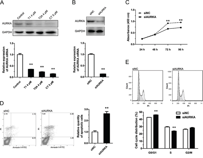 Tanshinone inhibits NSCLC by down-regulating the expression of AURKA.