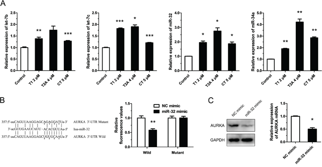 Tanshinone suppresses AURKA partly through up-regulating the expression of miR-32.