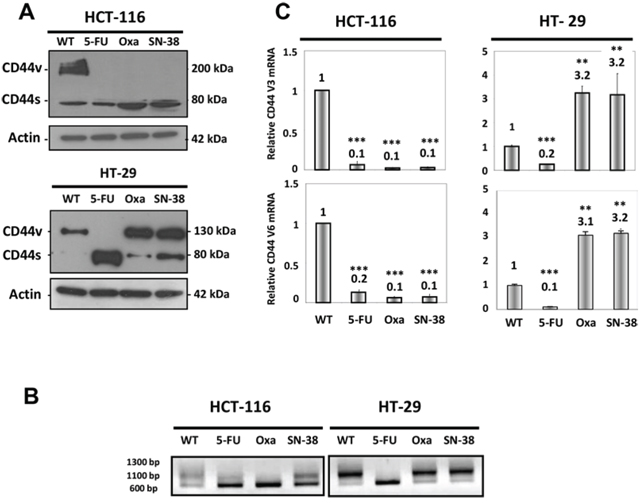 CD44 expression in parental and drug-resistant CRC cells.
