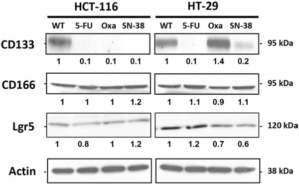 Expression of CD133, CD166 and Lgr5 in parental and drug-resistant HCT-116 and HT-29 cells as determined by Western blot analysis