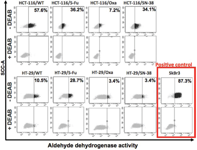 Flow cytometry analysis of aldehyde dehydrogenase (ALDH) activity