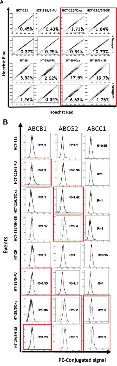 A. Accumulation of Hoechst 33342 as determined by flow cytometry analysis