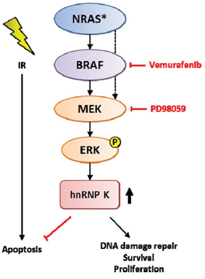 Schematic model for the role of MAPK-mediated upregulation of hnRNP K in the DDR pathway and possible targets for pharmacological interference.