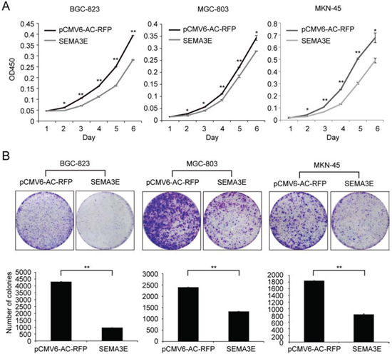 Sema3E inhibited proliferation and colony formation of gastric cancer cells in vitro.