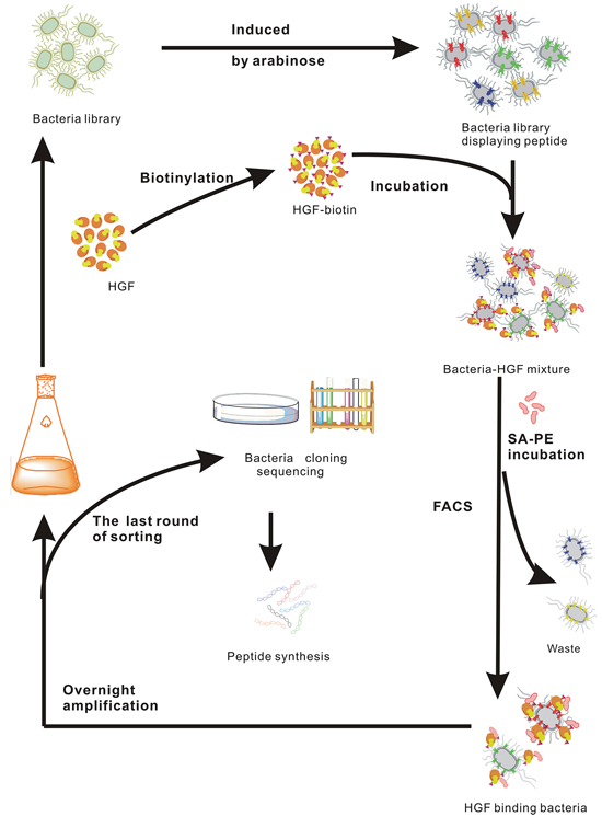 Schematic illustration of HGF targeting peptide screening by FACS.