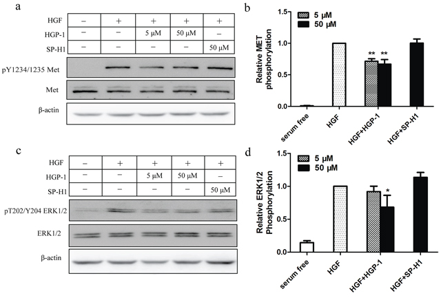 HGP-1 attenuated HGF-mediated phosphorylation of MET and downstream signaling.