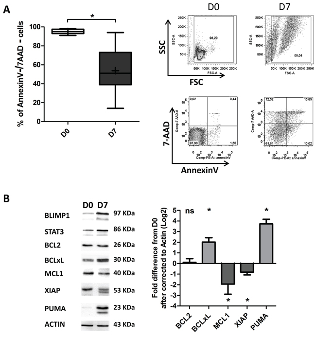 Differentiated CLL B-cells display decreased survival.