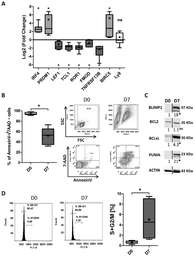 CpG/CD40L/c-derived CLL B-cells differentiation induces downregulation of the expression of CLL-pathogenesis-associated factors, decreased survival and a low proliferation rate.