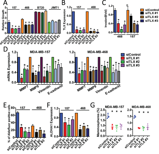 Targeted knockdown of TLX inhibits the growth of ER&#x03B1;-negative breast cancer cell lines.