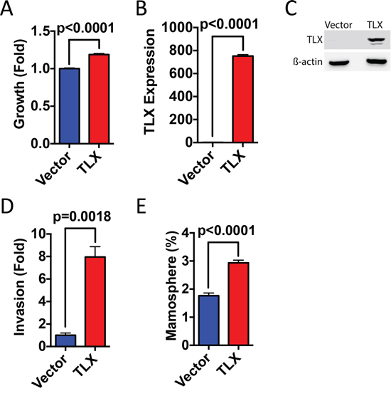 Ectopic expression of TLX promotes breast cancer cell growth, invasion and mammosphere formation.