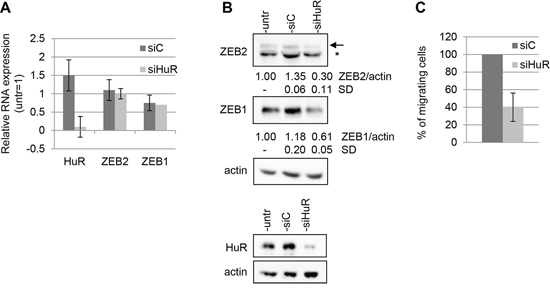 HuR modulates ZEB2 expression and affects cellular migration.