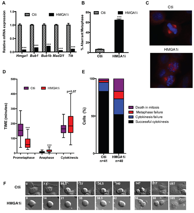 HMGA1 depletion impairs the mitotic checkpoint.