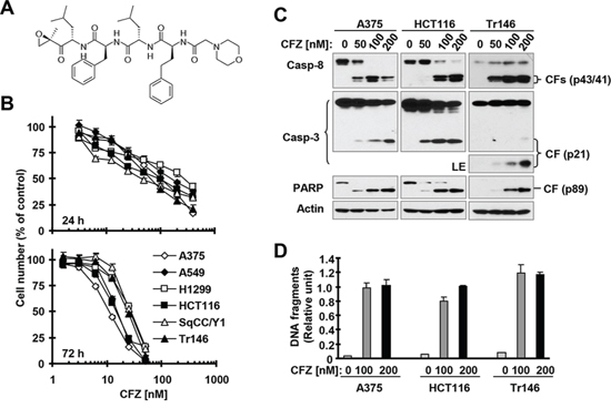 CFZ (A) effectively decreases the survival of cancer cells (B) and induces apoptosis (C and D)