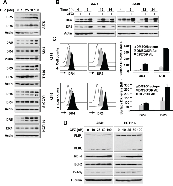 CFZ increases total (A and B) and cell surface (C) levels of DR5 and DR4 accompanied with elevated c-FLIP and Mcl-1 (D)