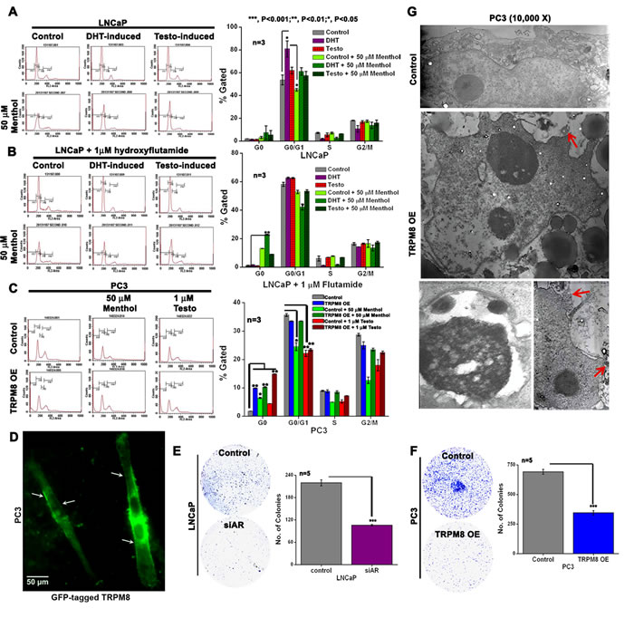 TRPM8 expression suppresses cell viability through the regulation of AR in PC cells.
