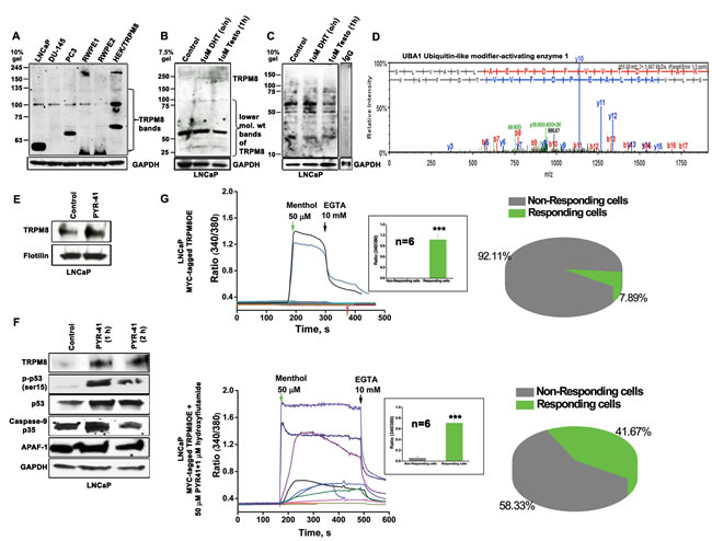 Ubiquitin-mediated proteolytic degradation of TRPM8 in an androgen-responsive LNCaP cells.