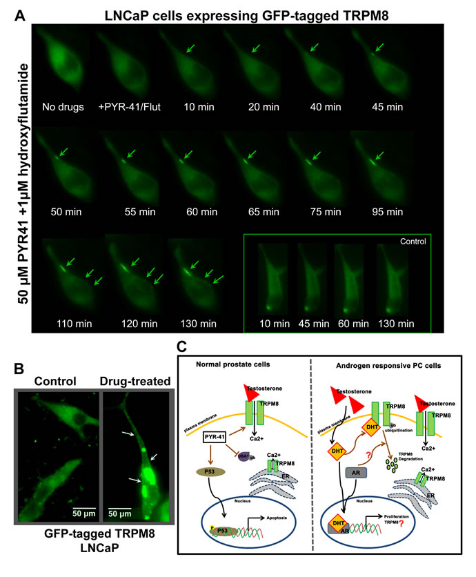 Live-cell imaging for distribution of GFP-TRPM8.