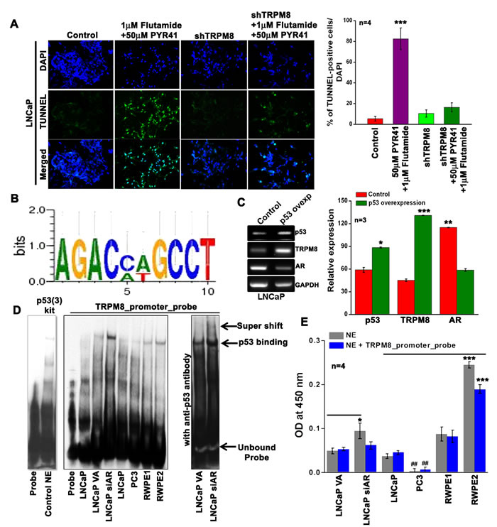 Inverse regulation of TRPM8 by AR and p53.