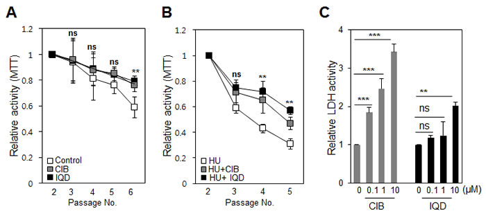 Testing changes in cell death and proliferation induced by the agents.