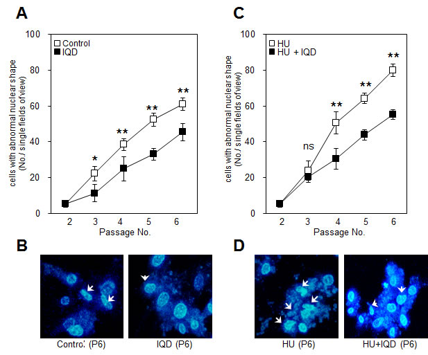 Effect of 1,5-isoquinolinediol (IQD) on preserving the shape of the nucleus.