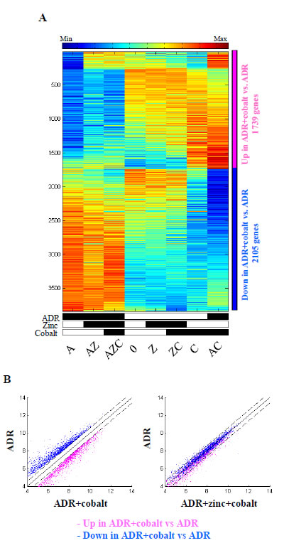 Expression of genes regulated by ADR+cobalt and reversed by zinc.