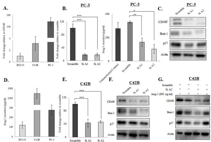 Ang-1 functioned as an autocrine factor in prostate cancer cells.