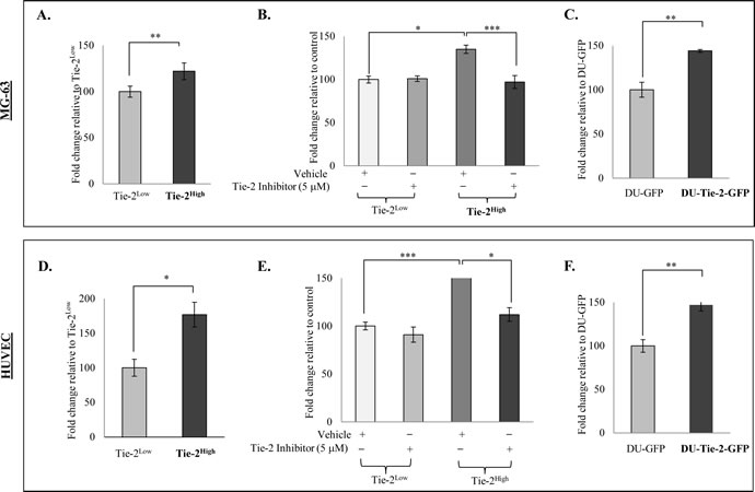 Tie-2 facilitated the adhesion of prostate cancer cells to osteoblasts and endothelial cells.