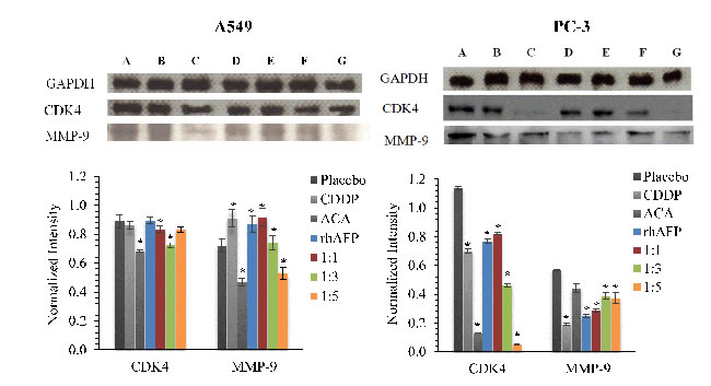 Western blotting analysis of CDK4 and MMP-9 levels.
