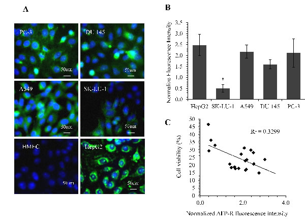 Quantification of AFP-receptor levels using IF staining and its correlation with rhAFP/ACA cytotoxicity data.