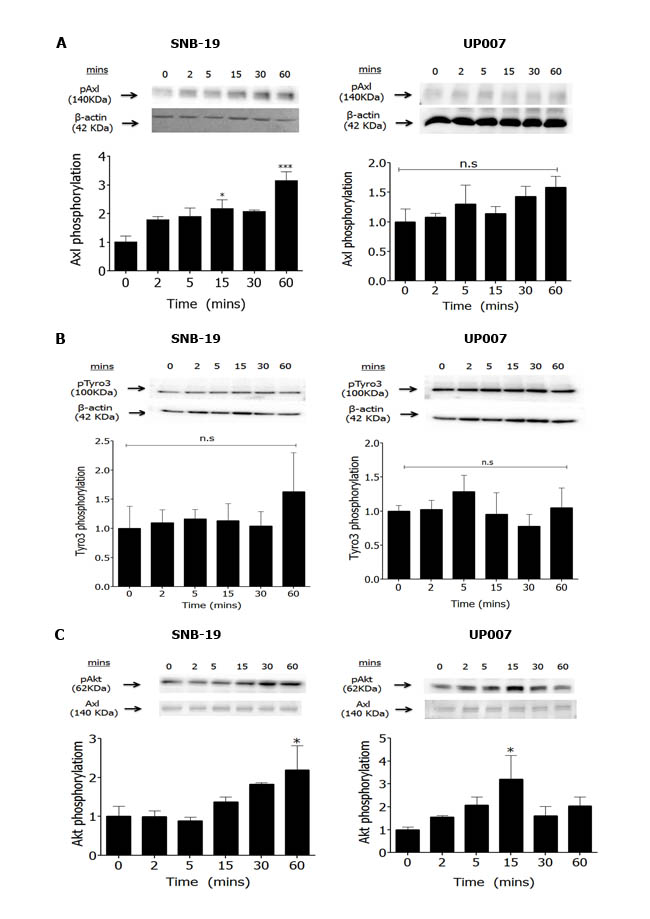 Effect of Gas6 stimulation on TAM phosphorylation and signalling in GBM cells.
