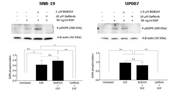 Western blot of EGFR phosphorylation by EGF in SNB-19 and UP007 cells, and influence of gefitinib and BGB324 on this.