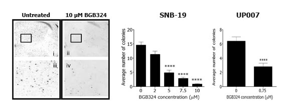 Effect of BGB324 on long-term growth of GBM cell colonies in 3D.