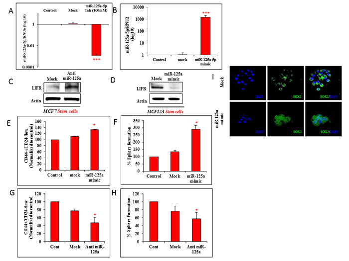 miR-125a modulation affects malignant and non-malignant breast epithelial stem cells: