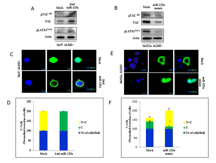 miR-125a impacts activity of Hippo signaling pathway through LIFR.