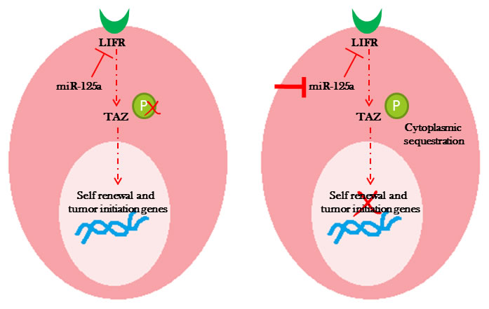 Diagram represents a proposed model of miR-125a regulation of TAZ through LIFR leading to changes in the stem cell pool homeostasis.