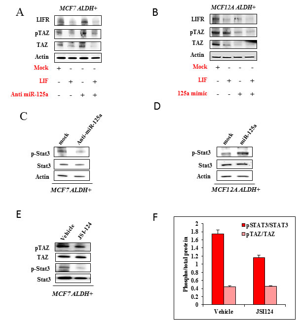 Effect of miR-125a on JAK2-STAT3 regulation by LIF-LIFR interaction.