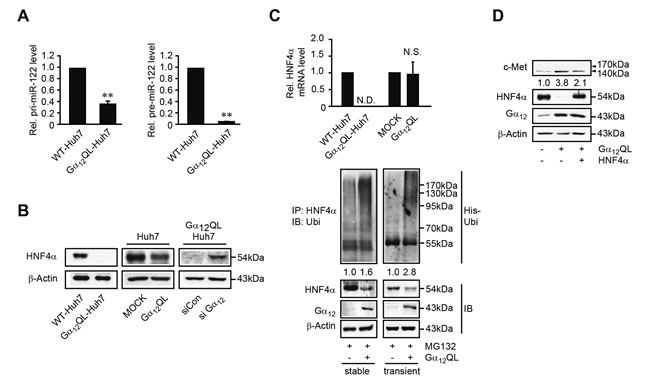 Repression of HNF4&#x3b1;-mediated miR-122 transcription by G&#x3b1;