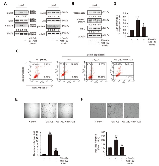 The effect of miR-122 overexpression on tumor cell survival, proliferation, colony formation, and tube formation in G&#x3b1;