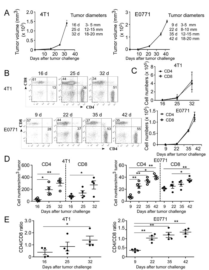 Accumulation of both CD4