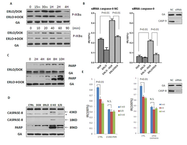 Sensitization for doxorubicin-induced cell death by pretreatment with erlotinib is mediated via caspase-8.