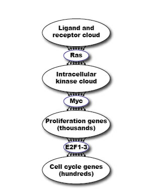 Schematic model of how the need for robustness in biological systems is reconciled with the need for binary switchability.