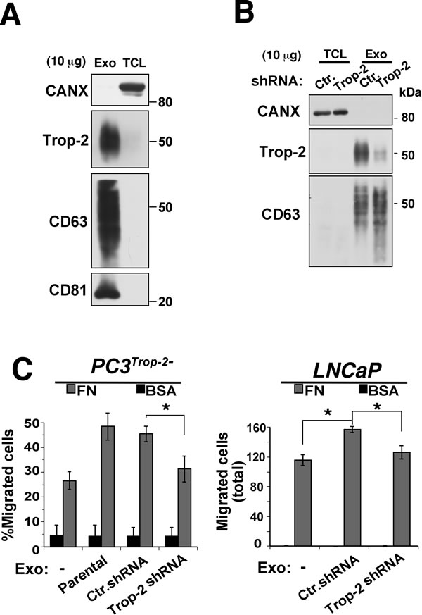 PC3 exosome uptake by PCa cells enhances cell migration on FN in a Trop-2-dependent manner.