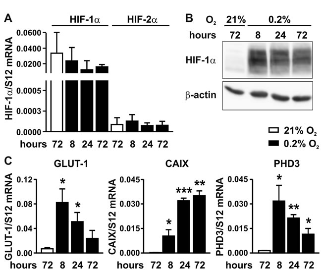 Hypoxic response of MC-38 cells.