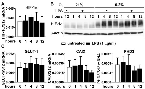 HIF signaling under inflammatory conditions.